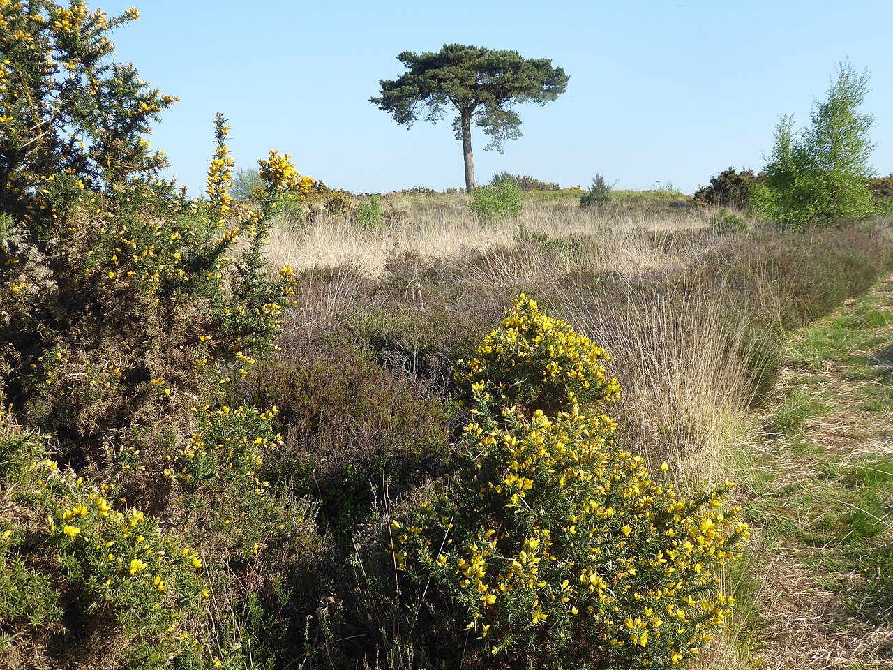 Heathland on Ashdown Forest