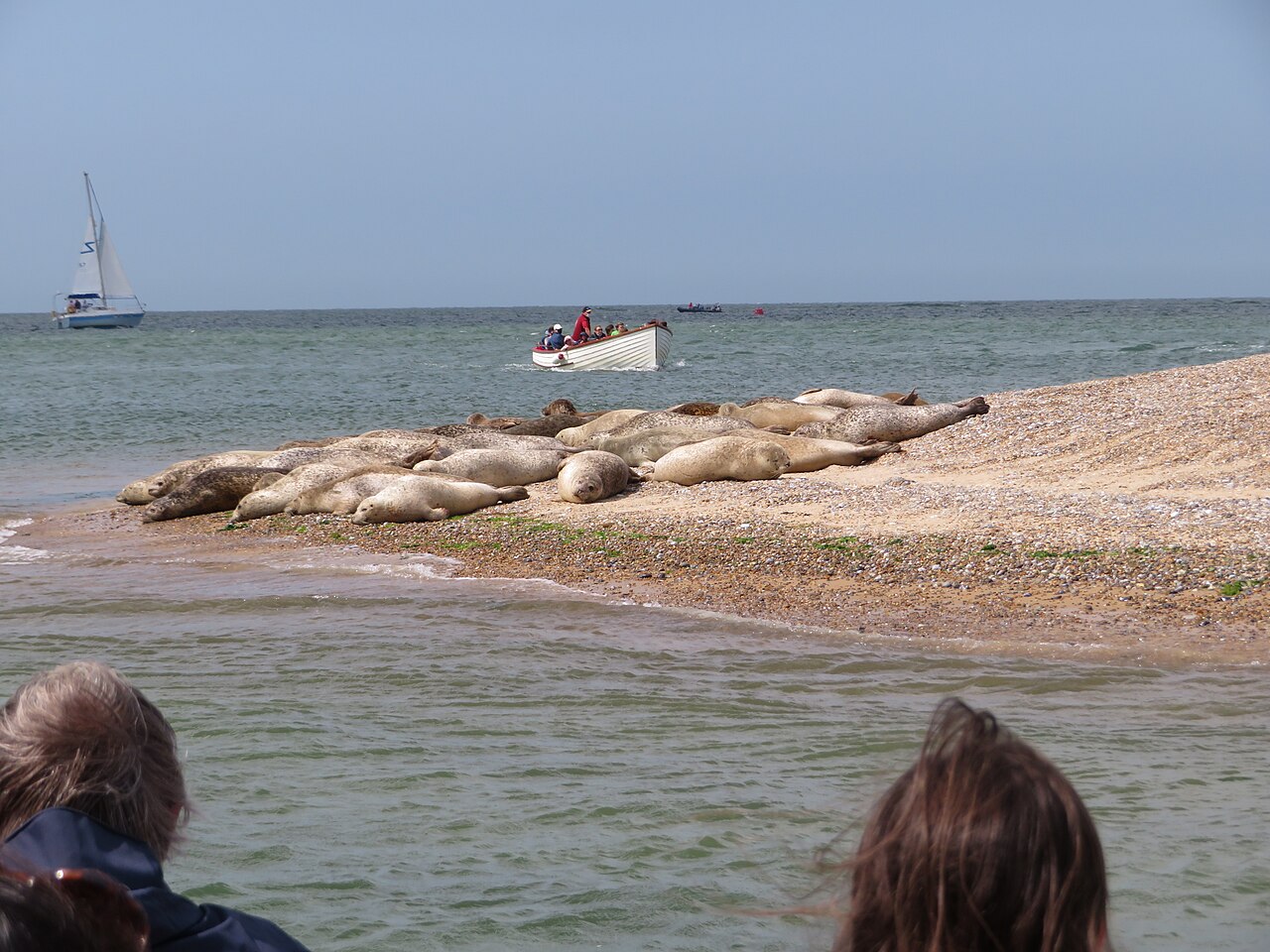 Seals on Blakeney Point