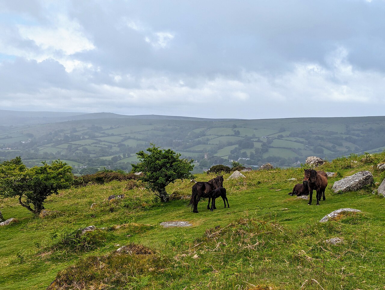 Dartmoor ponies grazing on the moor