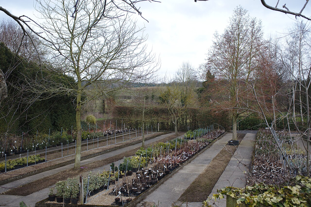 Rows of potted plants in a garden centre's outdoor beds in early spring