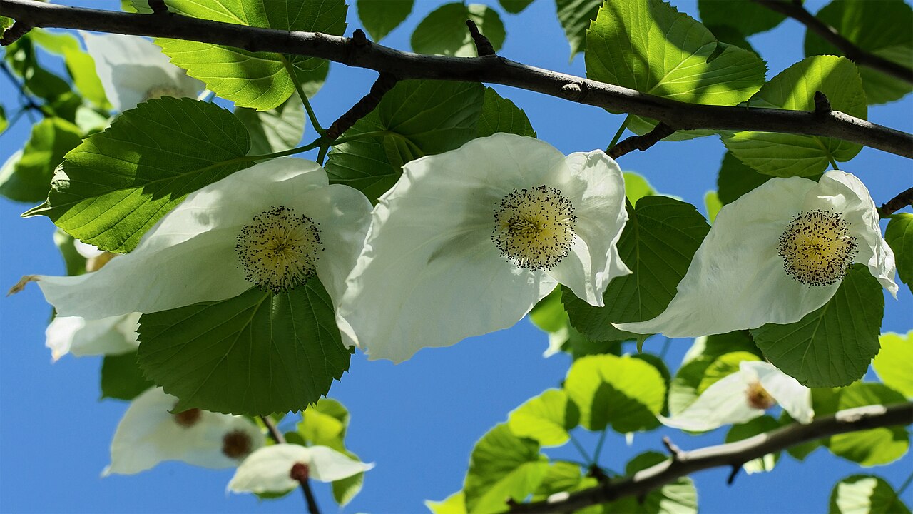 The handkerchief tree, Davidia involucrata, in flower