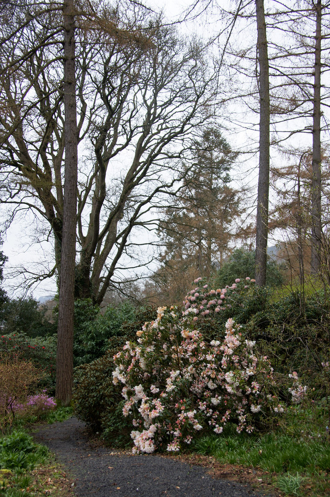 A rhododendron in flower in the woodland garden at Glendoick, Perthshire