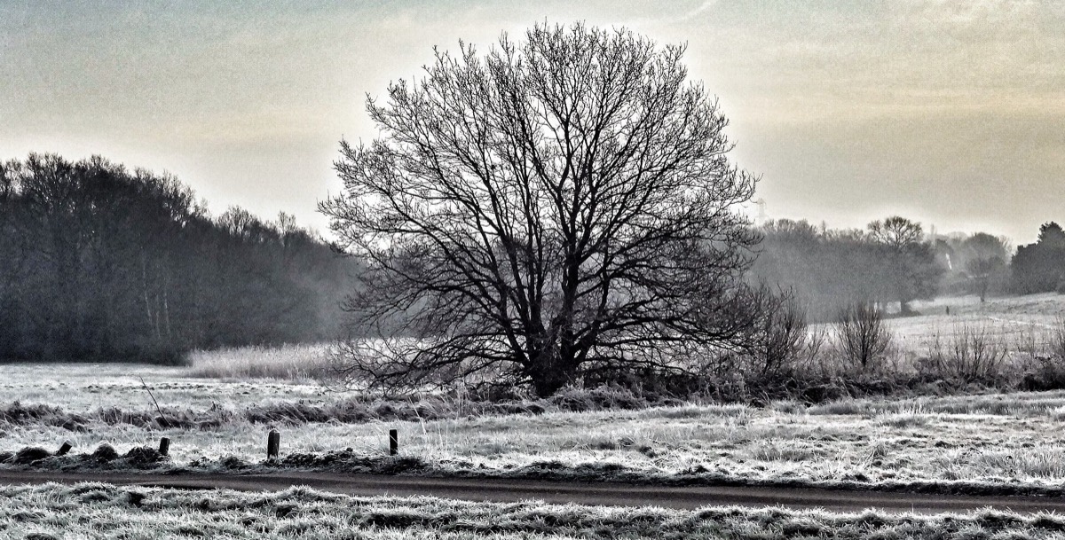 Henfield Common