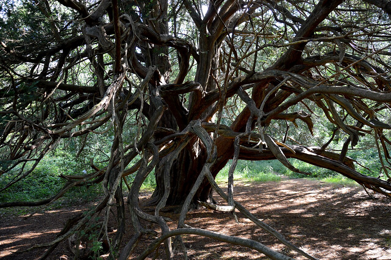 An ancient yew at Kingley Vale