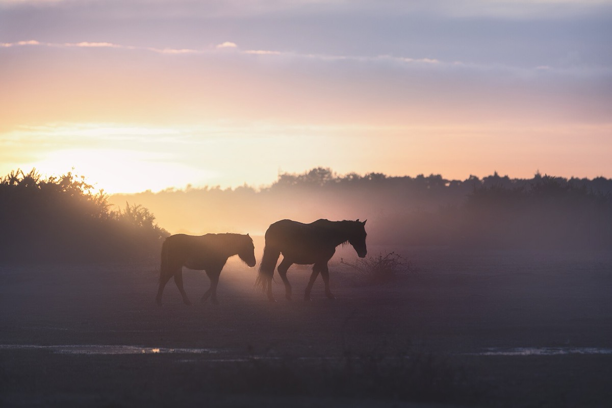 New Forest ponies at sunrise, near Ocknell