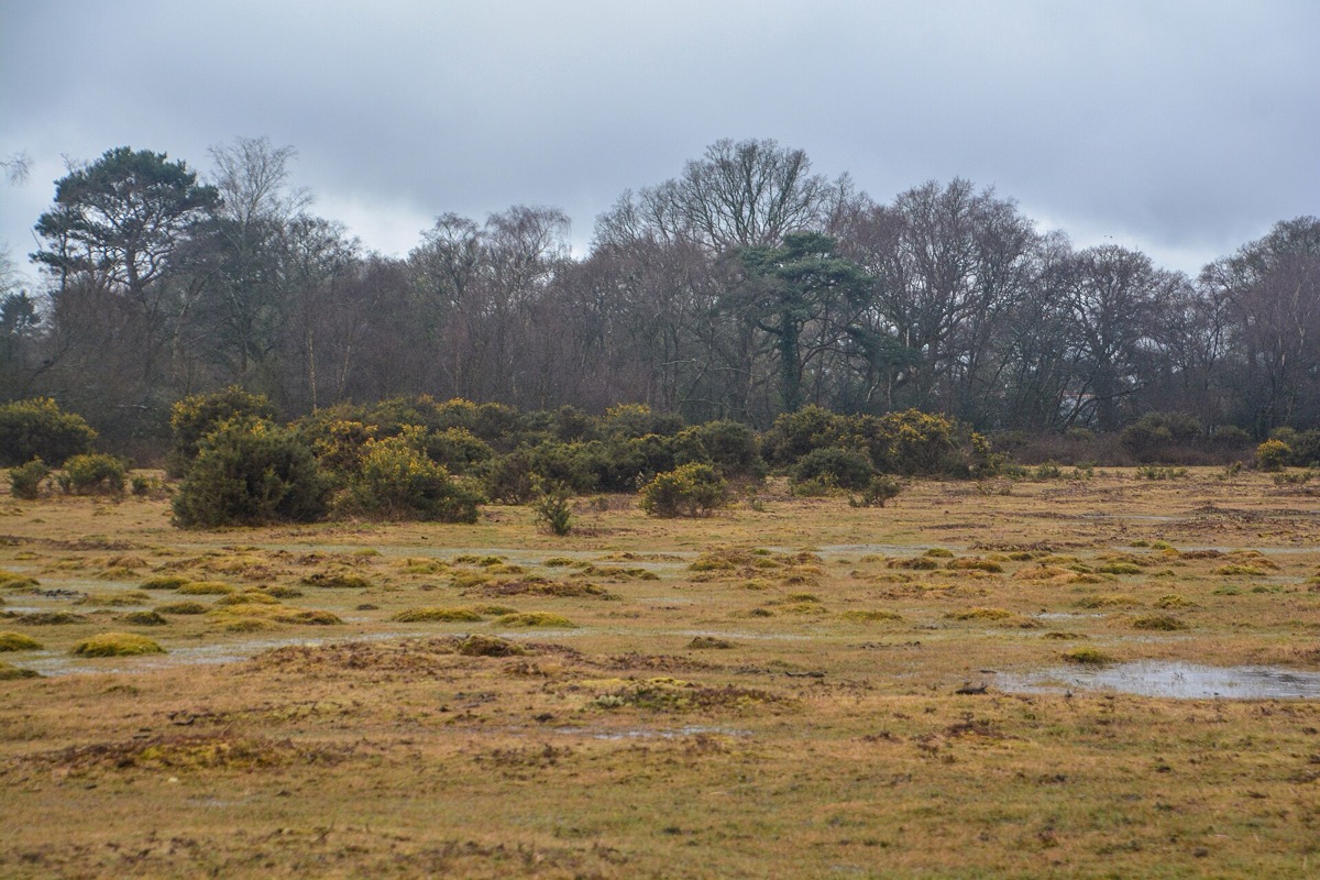 Open heathland in the New Forest