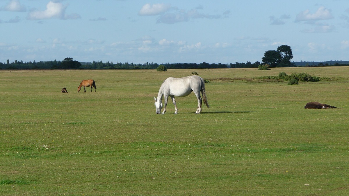 New Forest ponies near Brockenhurst