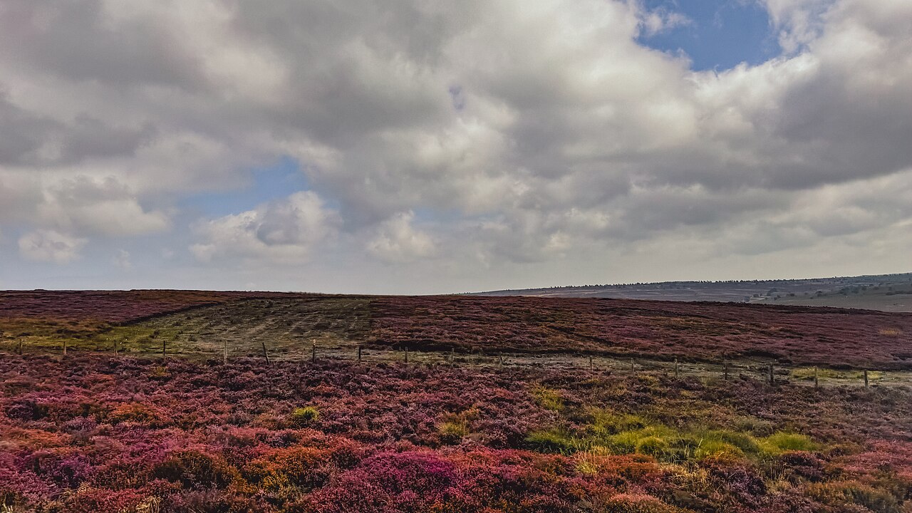 Heather in flower on the North York Moors