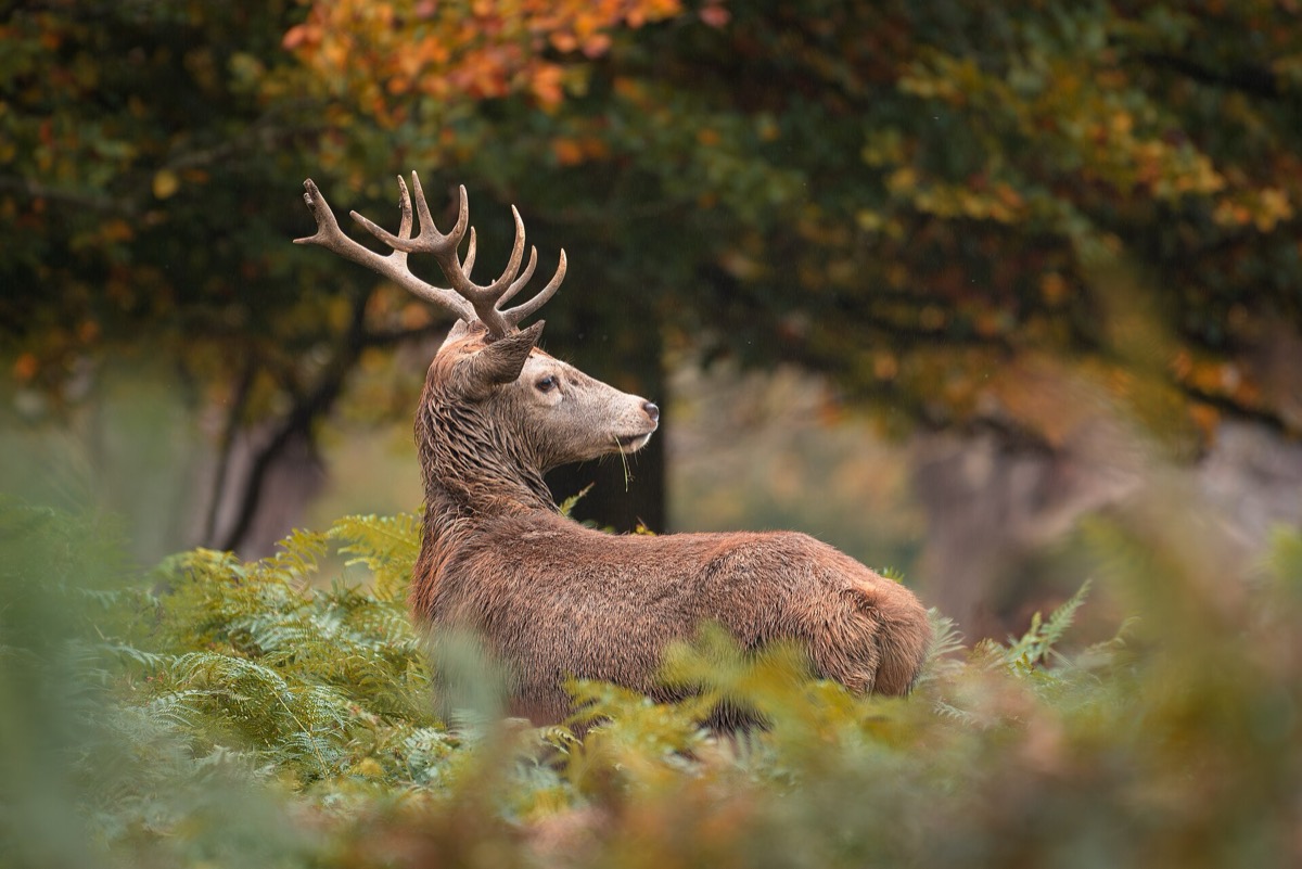 A red deer stag in Richmond Park