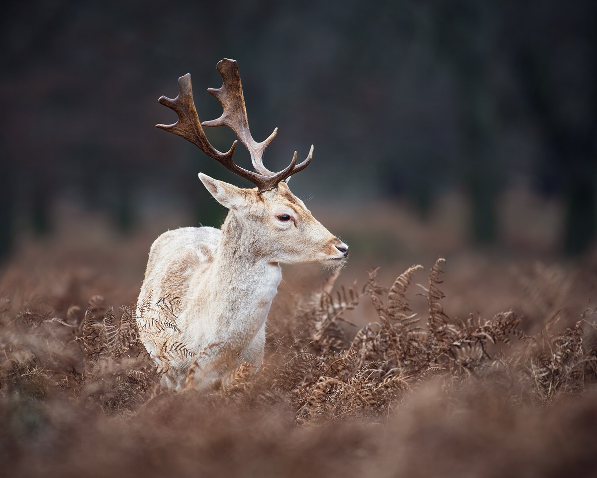 Fallow deer in winter, Richmond Park