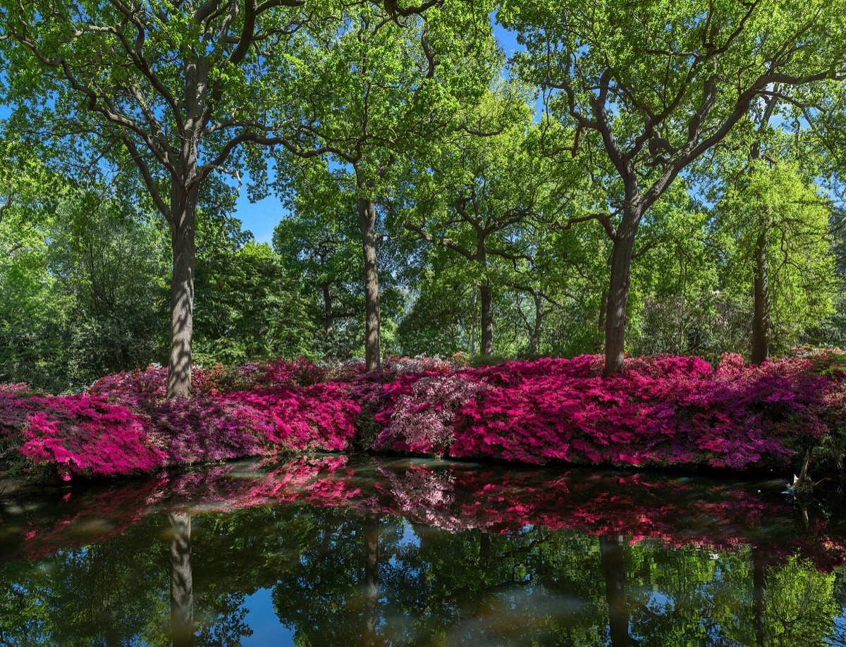 Azaleas at Still Pond, Isabella Plantation