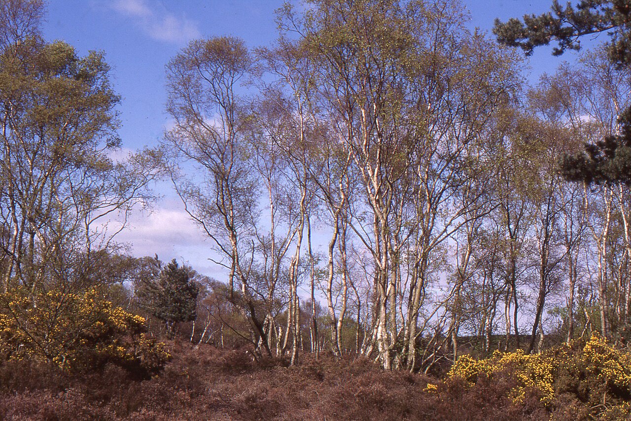 Heather on Dunwich Heath