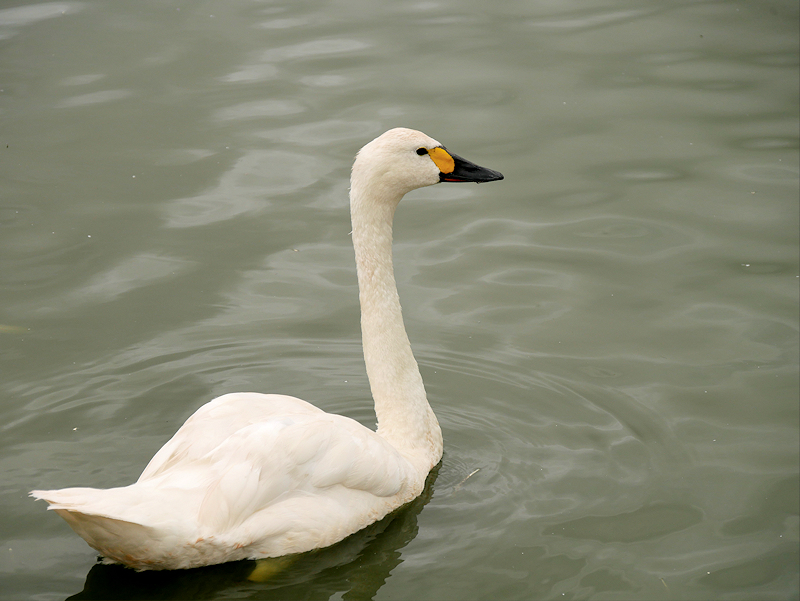 A Bewick's swan at WWT Slimbridge
