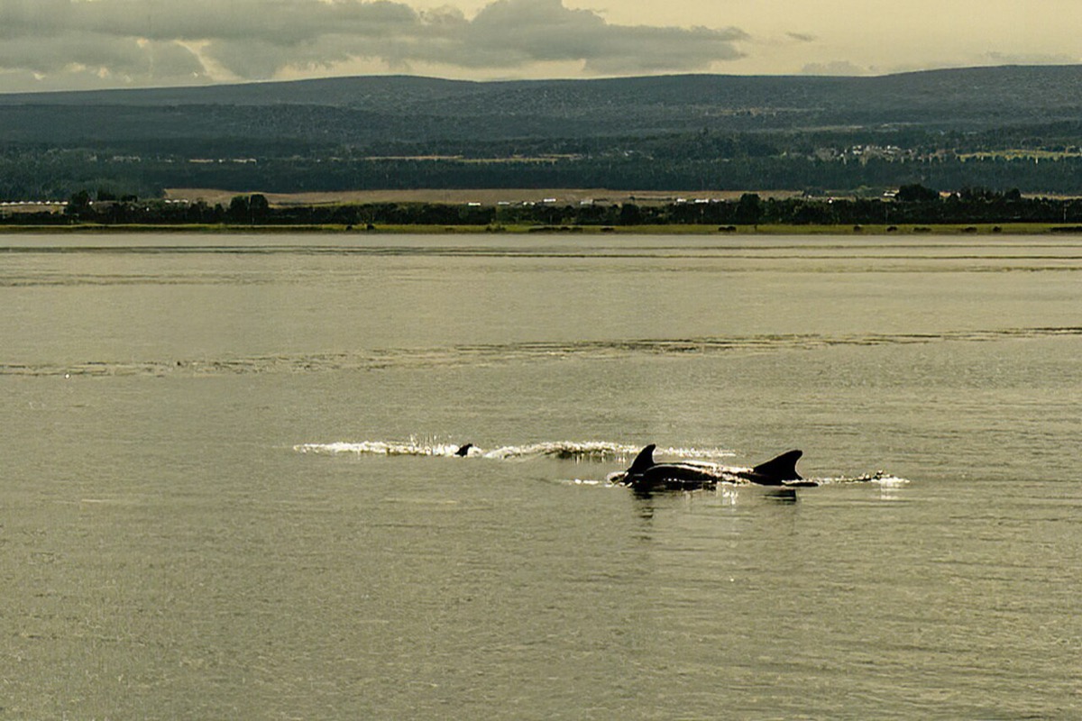 Bottlenose dolphins off Chanonry Point on the Moray Firth