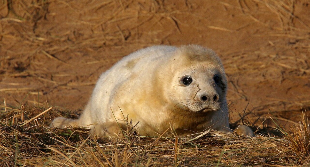 Grey seals in the pupping season at Donna Nook, Lincolnshire