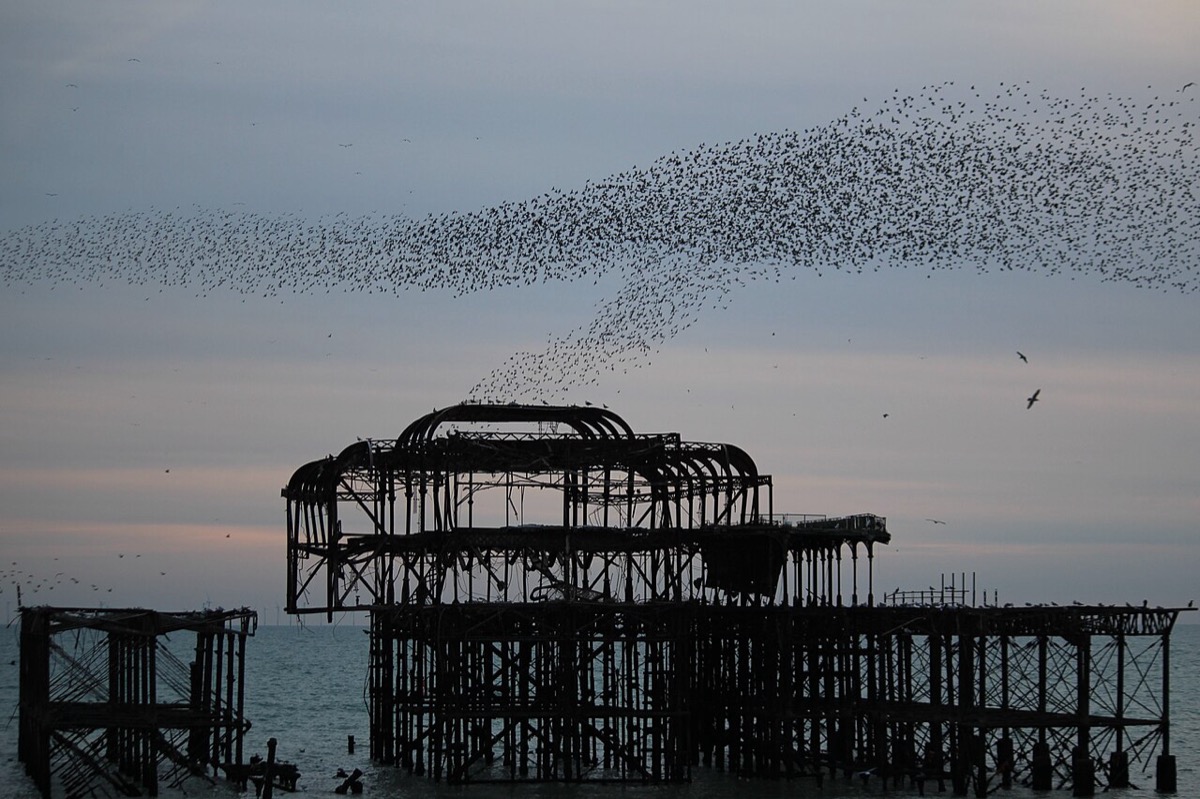 A starling murmuration over the ruined West Pier, Brighton, at dusk