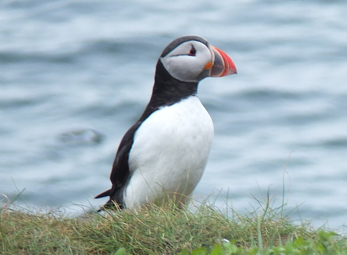 A puffin on Inner Farne, one of the Farne Islands