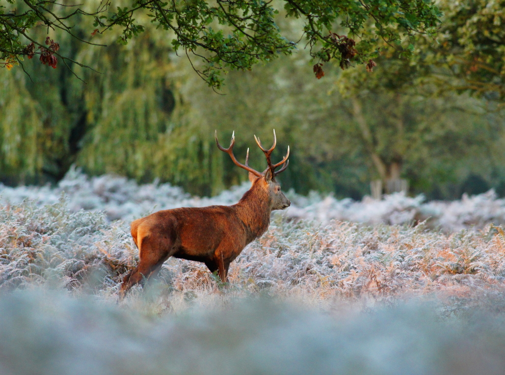 A red deer stag on a frosty rutting morning in Richmond Park