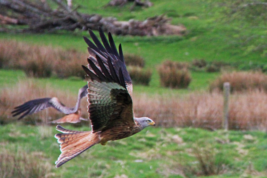 A red kite at Gigrin Farm, Rhayader
