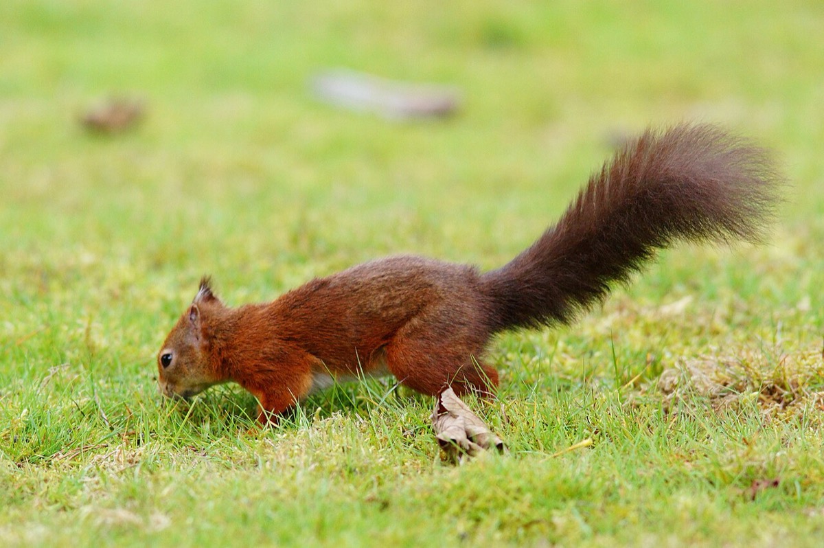 A red squirrel on Brownsea Island, Dorset