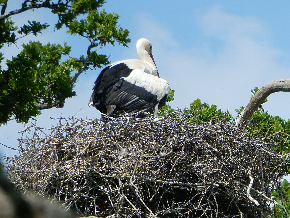 A white stork on its nest at the Knepp Estate, West Sussex